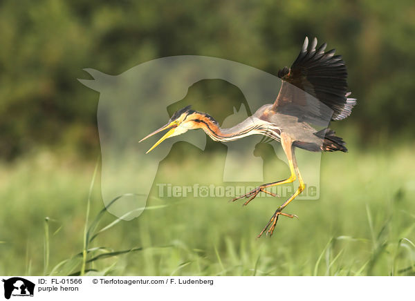 Purpurreiher / purple heron / FL-01566