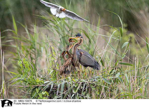 Purpurreiher im Nest / Purple Heron in the nest / MBS-19876