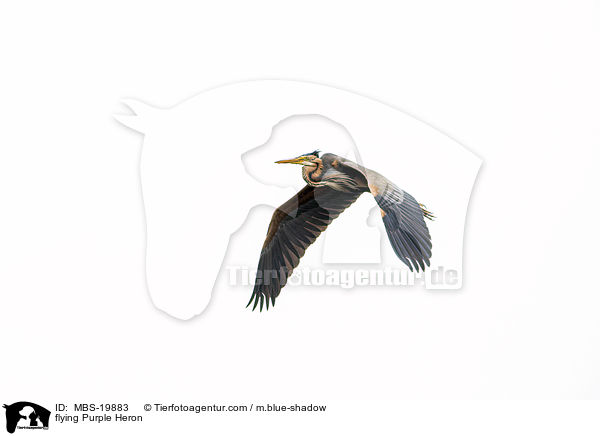 fliegender Purpurreiher / flying Purple Heron / MBS-19883