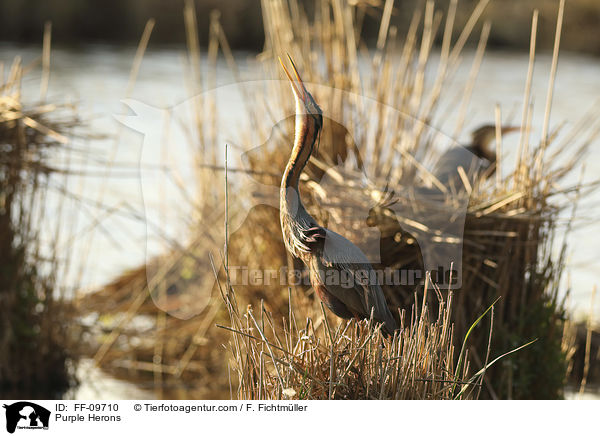 Purpurreiher / Purple Herons / FF-09710