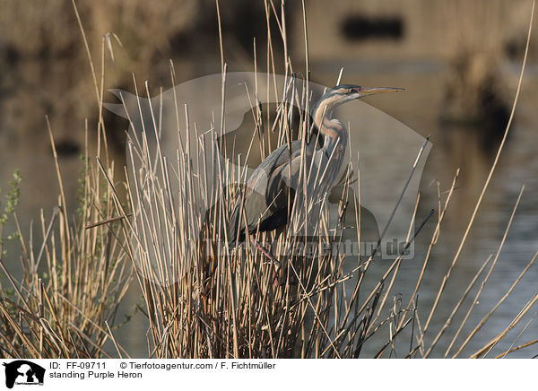 stehender Purpurreiher / standing Purple Heron / FF-09711