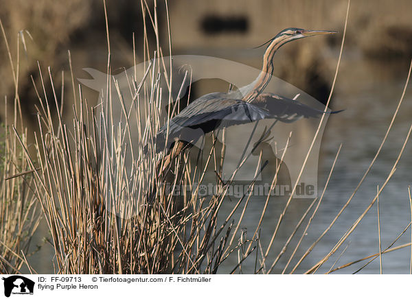 fliegender Purpurreiher / flying Purple Heron / FF-09713
