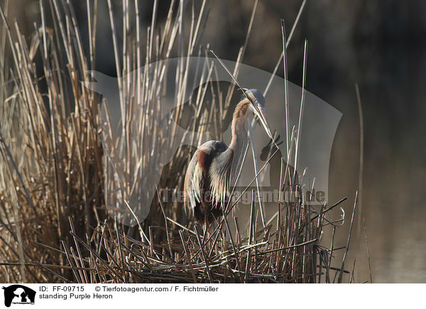 stehender Purpurreiher / standing Purple Heron / FF-09715