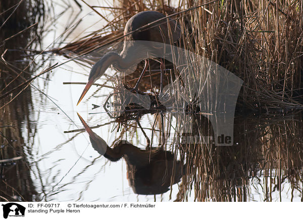 standing Purple Heron / FF-09717