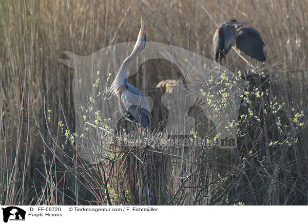 Purpurreiher / Purple Herons / FF-09720