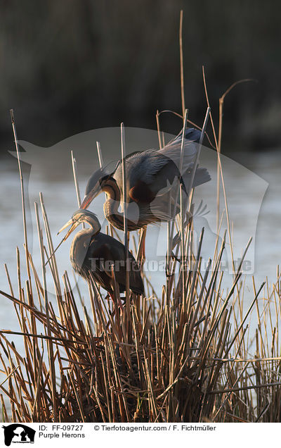 Purple Herons / FF-09727