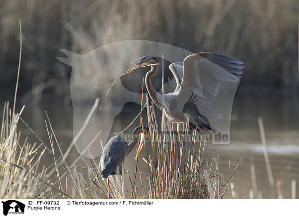 Purpurreiher / Purple Herons / FF-09732