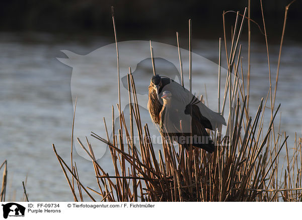 Purple Herons / FF-09734