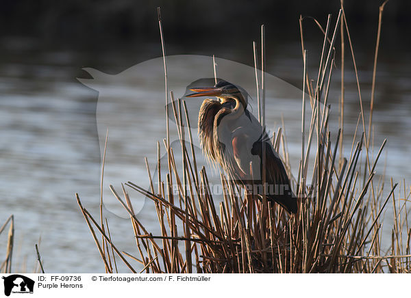 Purpurreiher / Purple Herons / FF-09736