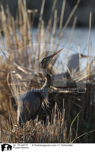 Purple Herons / FF-09737