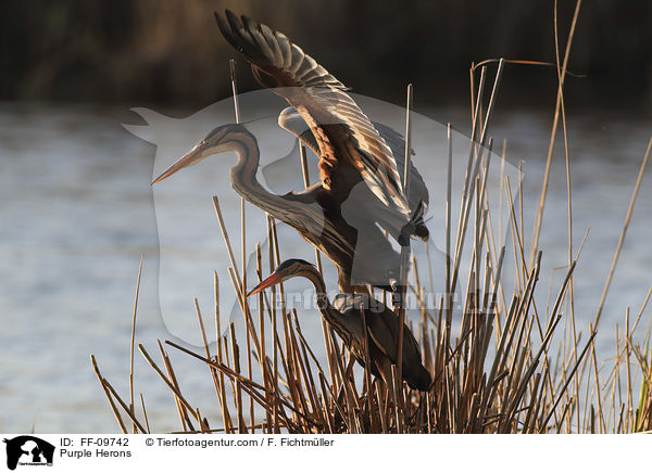 Purple Herons / FF-09742
