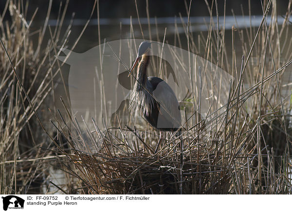 stehender Purpurreiher / standing Purple Heron / FF-09752