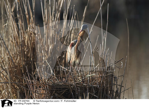 stehender Purpurreiher / standing Purple Heron / FF-09764
