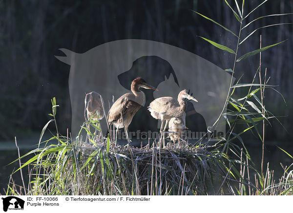 Purpurreiher / Purple Herons / FF-10066