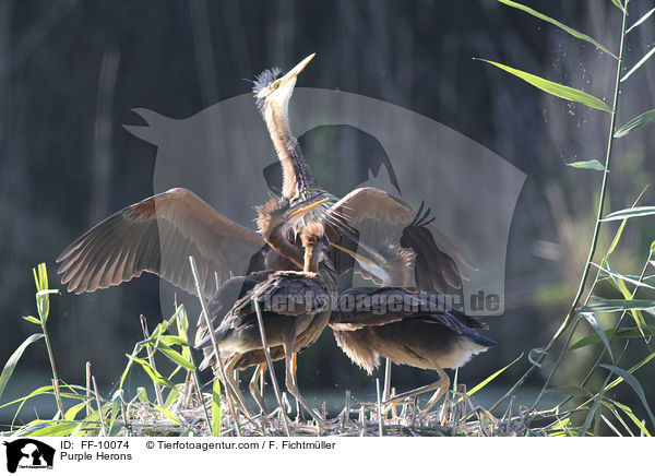 Purpurreiher / Purple Herons / FF-10074