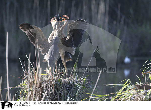 Purple Herons / FF-10081