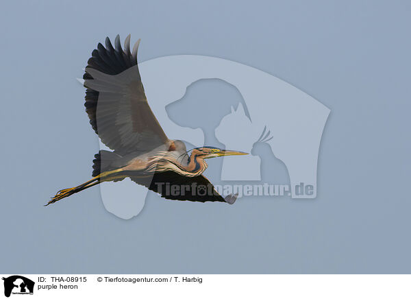 purple heron / THA-08915