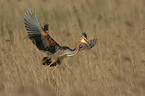 purple heron