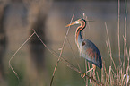 purple heron