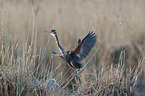 purple heron