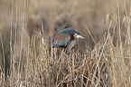 purple heron