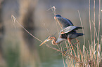 purple heron