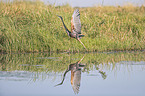 flying Purple Heron