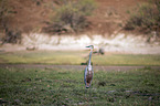 standing Purple Heron