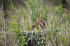 Purple Heron in the nest