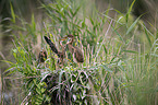 Purple Heron in the nest
