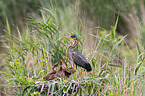Purple Heron in the nest