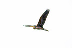 flying Purple Heron