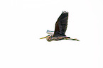 flying Purple Heron