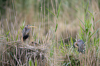 Purple Heron in the nest