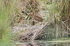 Purple Heron in the nest