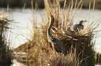 Purple Herons