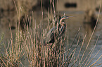 standing Purple Heron