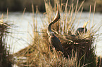 standing Purple Heron