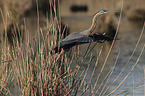 flying Purple Heron