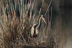 standing Purple Heron
