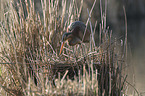 standing Purple Heron