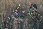 Purple Herons
