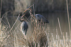 Purple Herons
