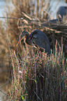 standing Purple Heron