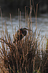 standing Purple Heron