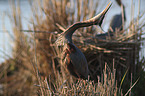 standing Purple Heron