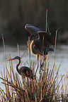 Purple Herons