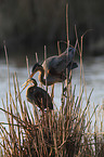 Purple Herons