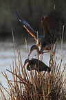 Purple Herons