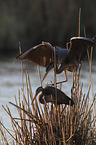 Purple Herons